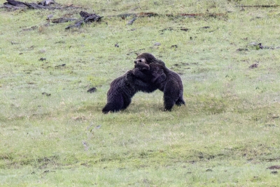 Grizzly Bears Fairy Falls Parking Lot 2025